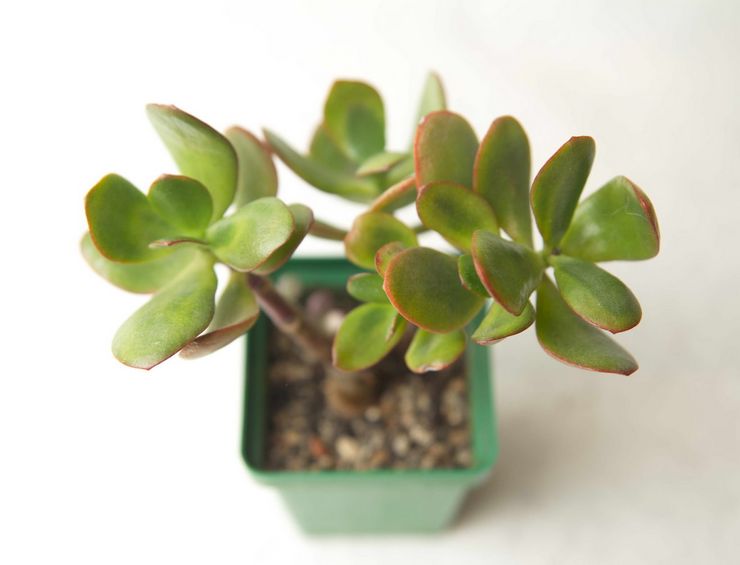 Crassula -transplantation