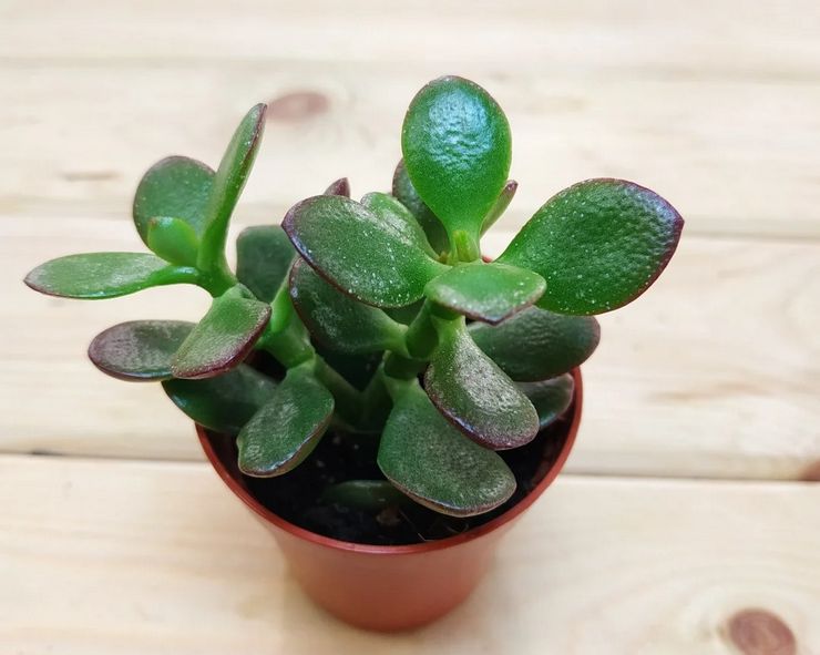 Crassula avlsmetoder