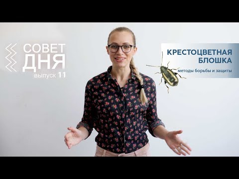 Korsblomstloppe | Dagens tip 11. udgave | Metoder til kamp og beskyttelse | Insekter Skadedyr