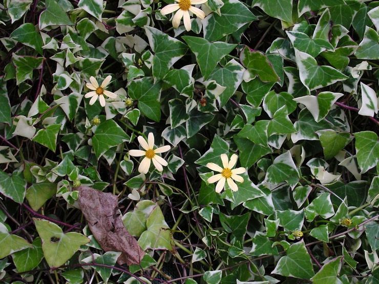 Μεγάλο καλάμι rootwort