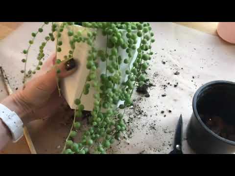 Rowleyho šípková transplantácia. Senecio Rowleyanus. Šnúrka perál.