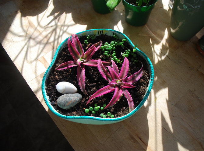 Til dyrkning af cryptanthus kan du købe en færdiglavet blanding eller tilberede den selv