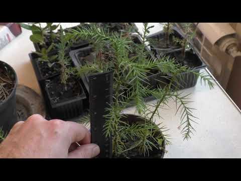 Cryptomeria a vždyzelený pyramídový cyprus zo semien, o rok neskôr.