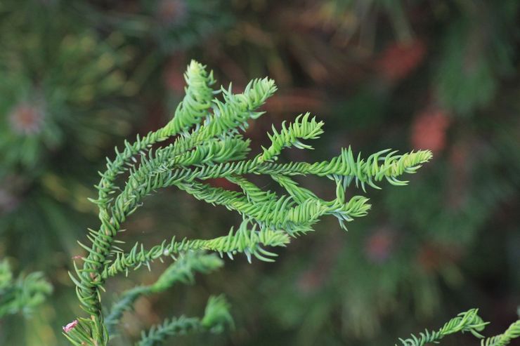 Skæring af Cryptomeria