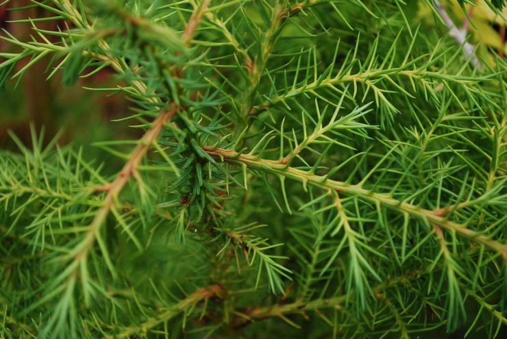 Elegancia Cryptomeria