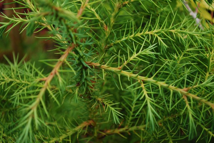 أناقة Cryptomeria