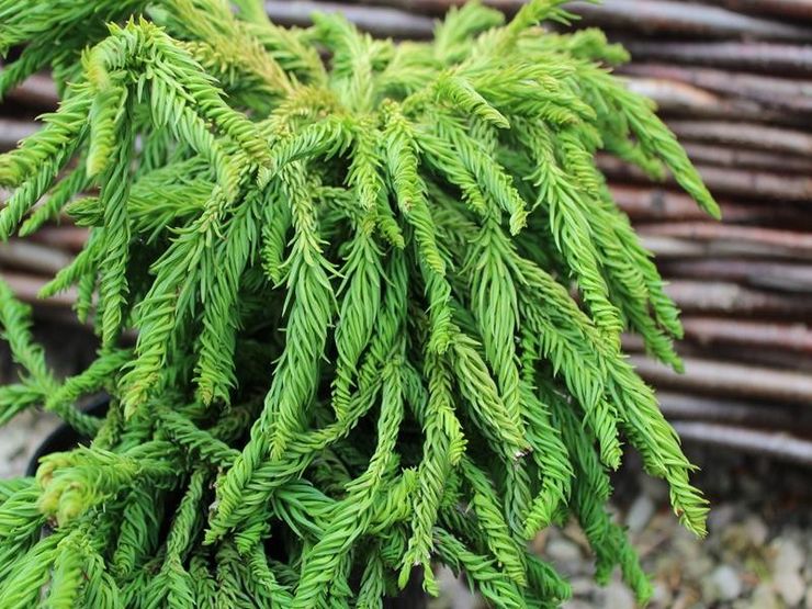 Cryptomeria Spiralis