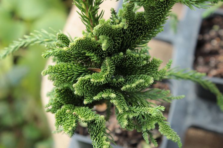 Beskrivelse af cryptomeria