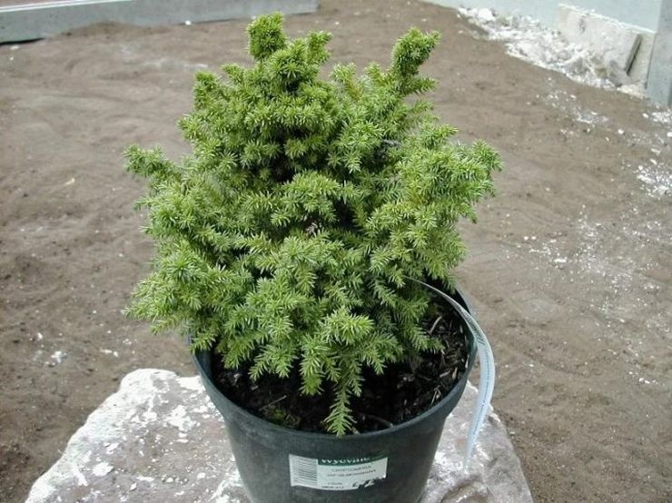 Cryptomeria Montrosa