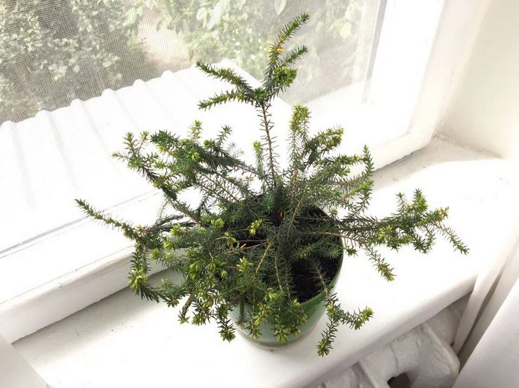 Cryptomeria pleje derhjemme