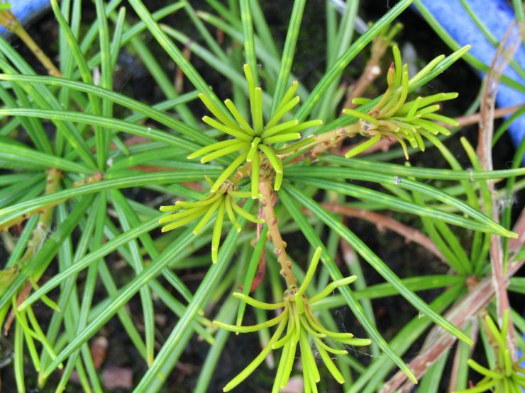 Vanding cryptomeria