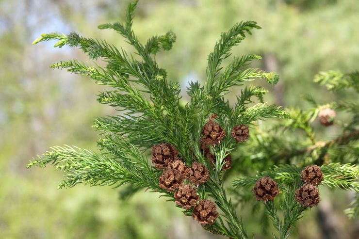 Rastlina Cryptomeria
