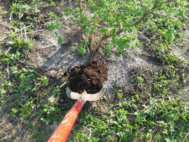 Top dressing stikkelsbær