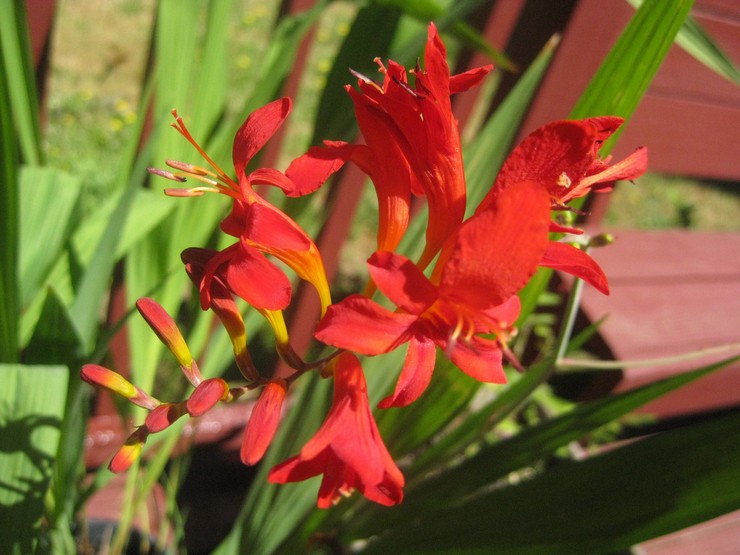 Crocosmia hoito puutarhassa