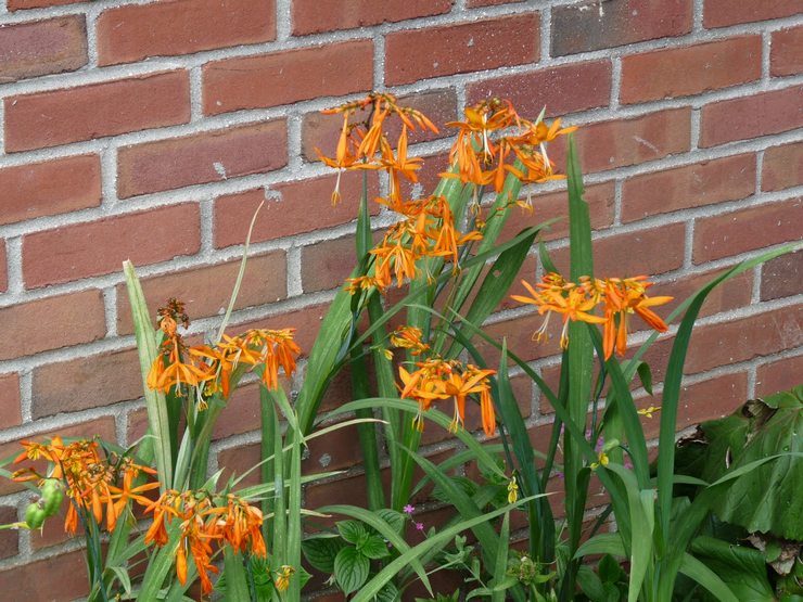 Crocosmian tyypit ja lajikkeet