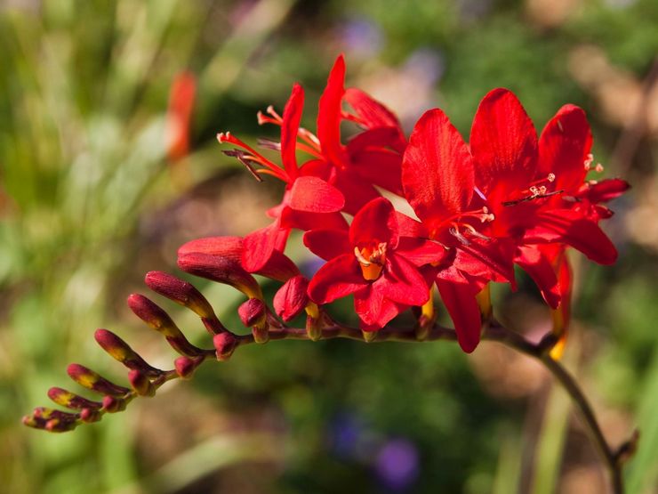 Crocosmia (montbrecia) - istutus ja hoito avomaalla. Kasvava krokosmia siemenistä. Kuvaus, tyypit valokuvilla