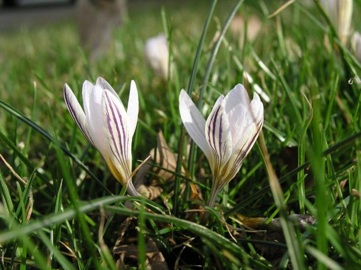 Krokus toblomstret