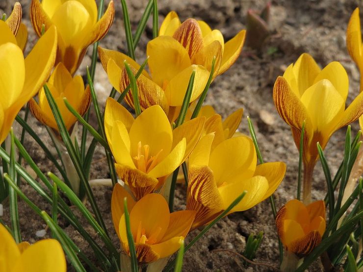 Crocus kultainen