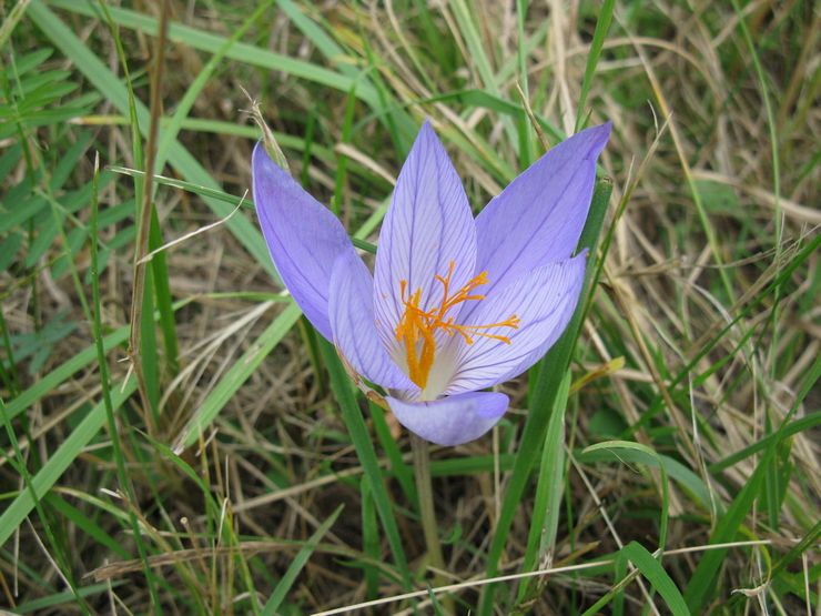 Crocus smuk