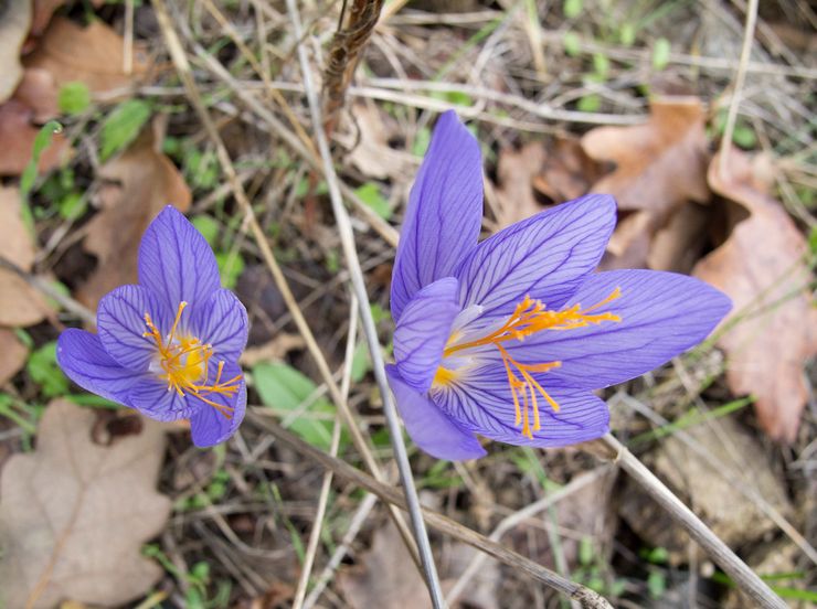 Crocus sød