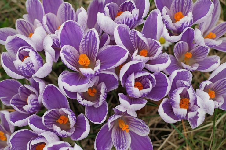 Storblomstrede krokus eller hollandske hybrider