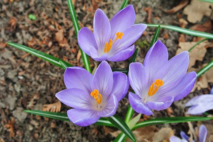 Crocus beskrivelse