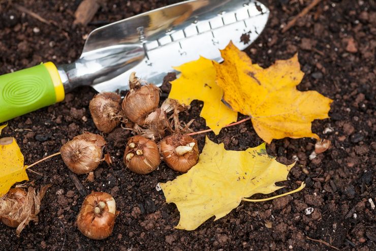 Plantning af krokus i åbent terræn