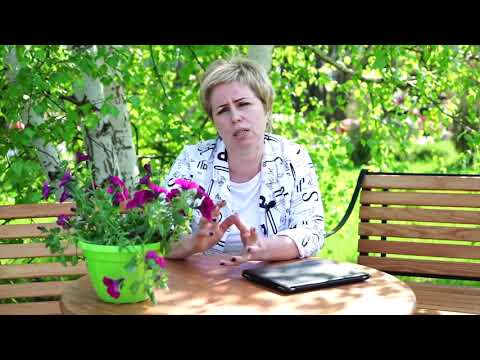 زراعة الزعفران ورعايته مراجعة الفيديو hitadtv
