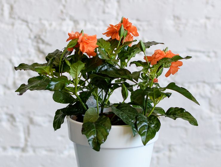 Crossandra plante