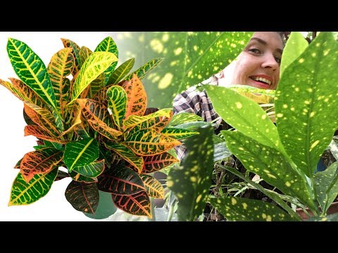CROTON / CODIEUM hjemmepleje