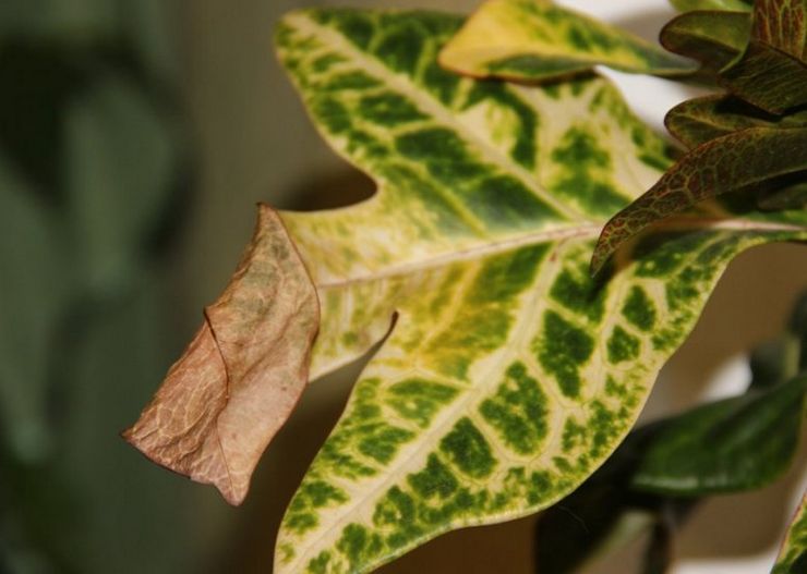 Croton skadedyr og sygdomme