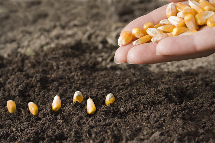 Plantning af majsfrø