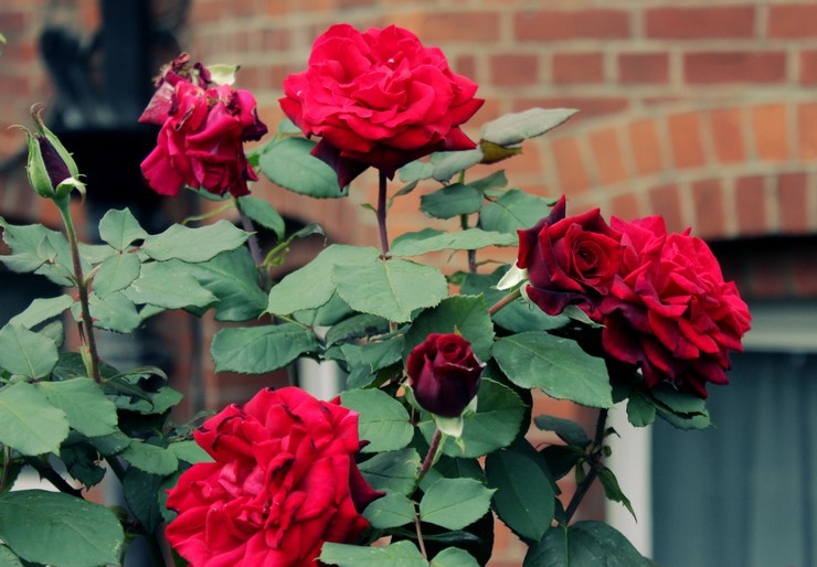 Χαρακτηριστικά της καλλιέργειας τριαντάφυλλων θάμνων