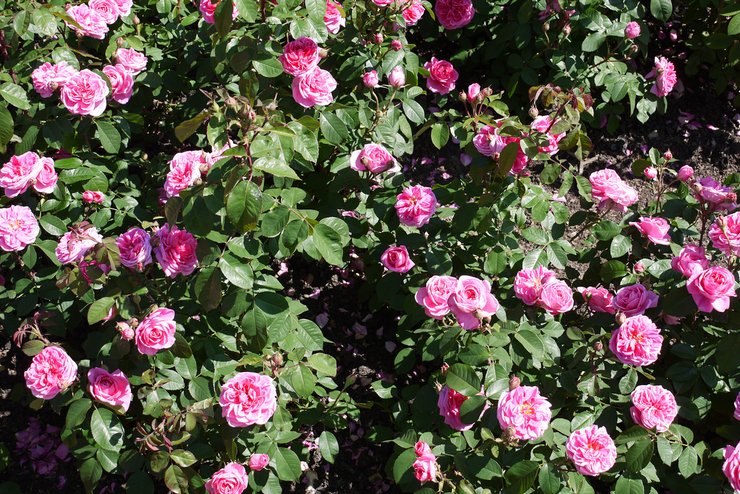 Starostlivosť o ruže v záhrade
