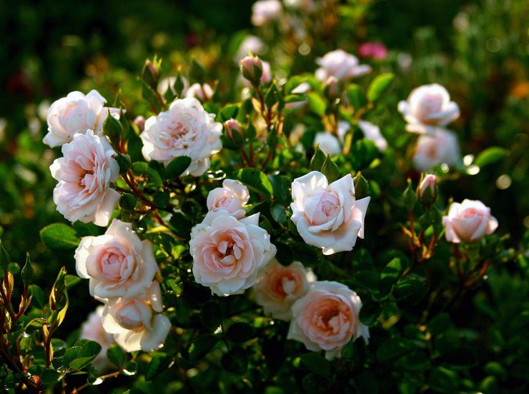 Krovinové ruže: výsadba a starostlivosť na otvorenom poli, pestovanie v záhrade