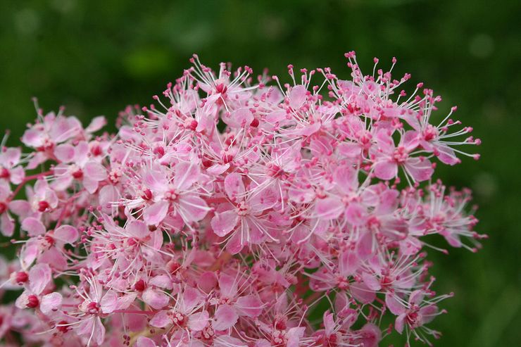 Meadowsweet Rød