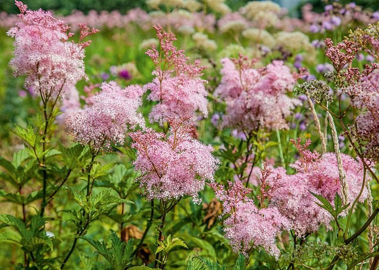 Meadowsweet sorter