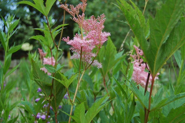 Meadowsweet (meadowsweet)