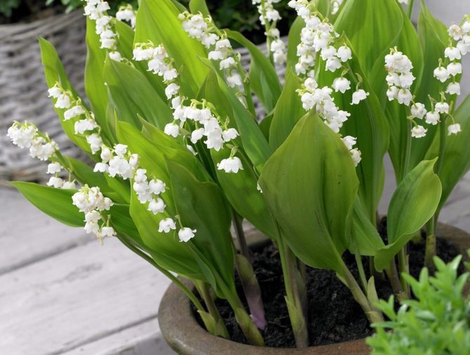 Planter skal fordeles, så de ikke er overfyldte, men de ligner en smuk buket.