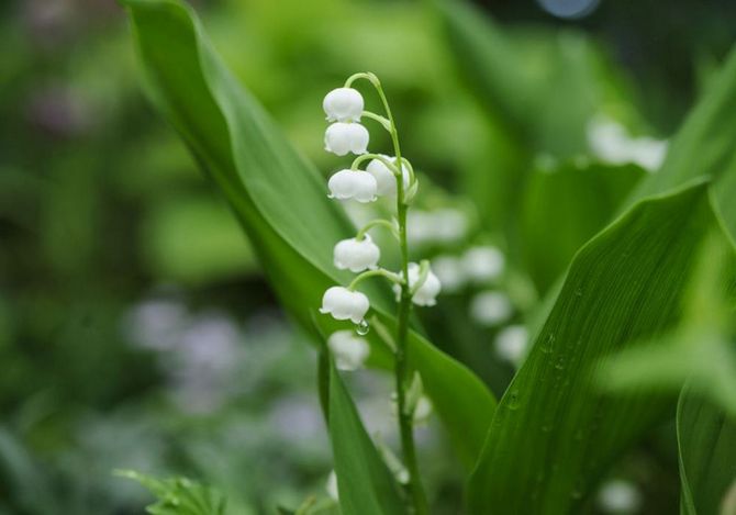 Dalens lilje. Pleje, dyrkning og reproduktion. Liljekonvaljblomst. Beskrivelse og foto