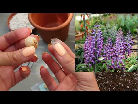 مقدمة إلى Lachenalia / Lachenalia