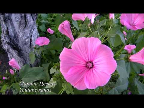 LAVATERA - καλλιέργεια, φροντίδα, αναπαραγωγή