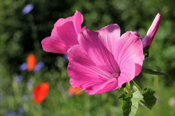 Lavatera - plantning og pleje i det åbne felt. Dyrkning af en Lavatera -blomst af frø. Beskrivelse, typer. Foto