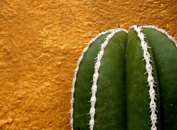Cactus lemerocereus