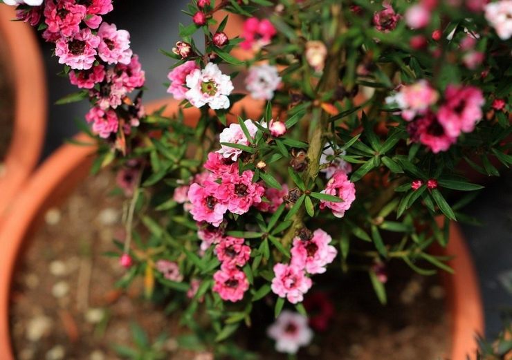 Leptospermum