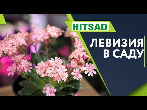 Levisia in the Garden زراعة ورعاية �� نصائح من Hitsad TV