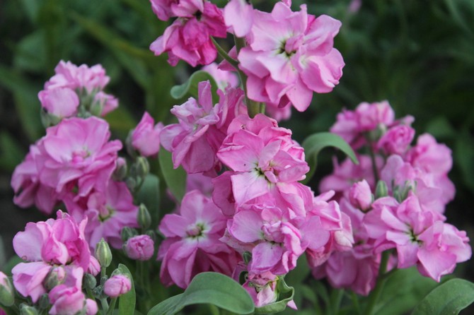 Levkoy blomst. Levkoy frøplanter. Levkoy i vækst