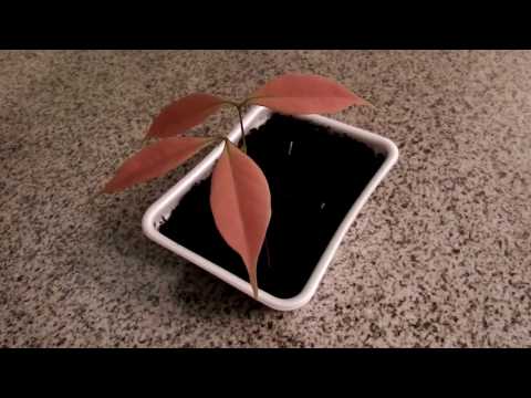 Πώς να μεγαλώσετε το Lychee