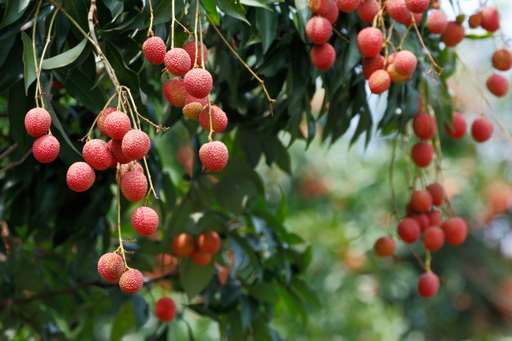 Litchi: vokser fra en sten derhjemme