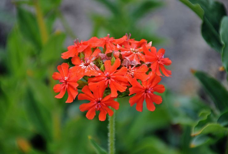 Lychnis العقيق الأبيض